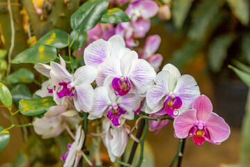 Fototapeta na wymiar Bright summer flower bloomed in a botanical greenhouse