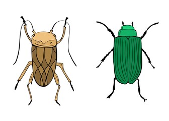 Beetle, bug, roach, insect simple drawing illustration. Cartoon hand drawn template. Perfect for design, icon, sticker, textile, card, logo.  Nature and wildlife 