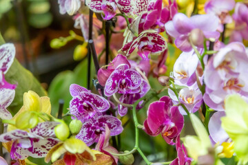 Bright summer flower bloomed in a botanical greenhouse