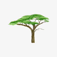 Watercolor illustration of African acacia tree. Hand drawn plant of Africa isolated on white background.