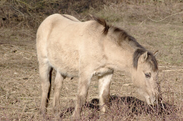 Obraz na płótnie Canvas Brown horse walking in a pasture