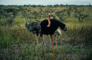 Autruche d'Afrique, mâle,.Struthio camelus, Common Ostrich