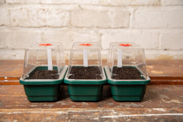 photograph of seed trays filled with compost ready for planting in a potting shed with blank white...