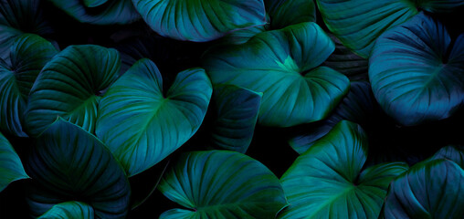 Obraz na płótnie Canvas green leaf background, nature background concept