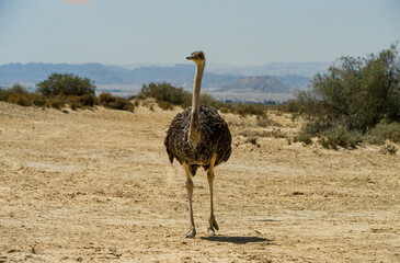 Naklejka premium Autruche d'Afrique,.Struthio camelus, Common Ostrich