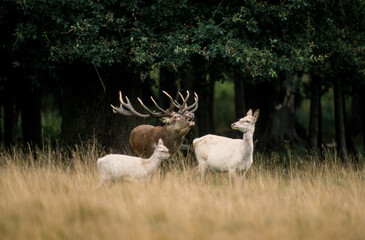 Obraz premium Cerf élaphe, cervus elaphus