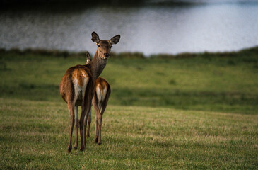 Cerf élaphe, cervus elaphus
