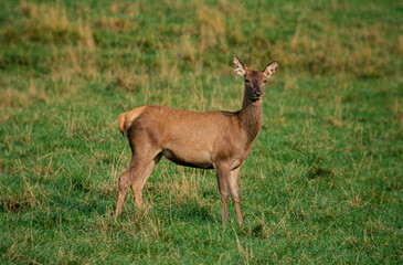 Cerf élaphe, cervus elaphus