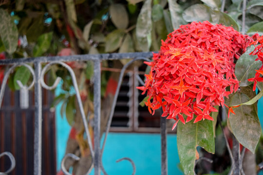 Flores Rojas Flores Rojas