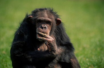 Chimpanzé, Pan troglodytes, Afrique