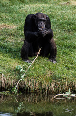 Chimpanzé, Pan troglodytes, Afrique