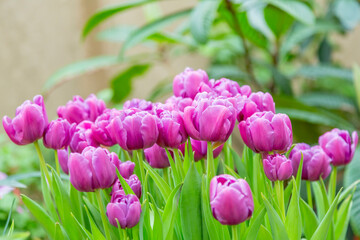 Bright summer flower bloomed in a botanical greenhouse
