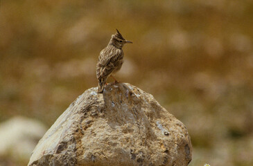 Cochevis huppé,.Galerida cristata, Crested Lark