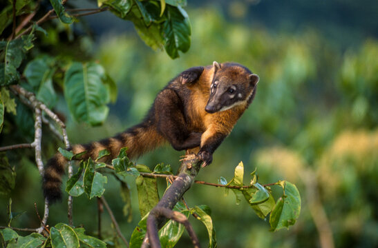 Coati, nasua nasua, P&eacute;rou