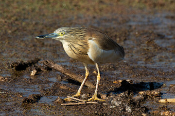 Crabier chevelu, Héron crabier, Ardeola ralloides, Squacco Heron