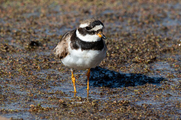 Gravelot à triple collier,.Charadrius tricollaris, Three banded Plover