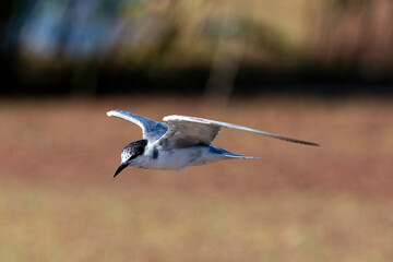 Guifette moustac,. Chlidonias hybrida,  Whiskered Tern