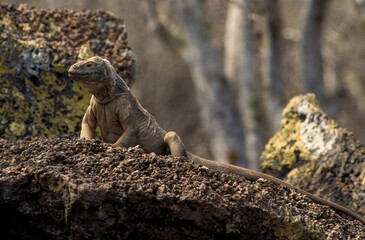 iguane terrestre de Santa Fe, Conolophus pallidus, Archipel des Galapagos, Equateur