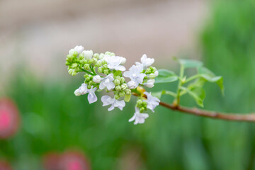 Bright summer flower bloomed in a botanical greenhouse