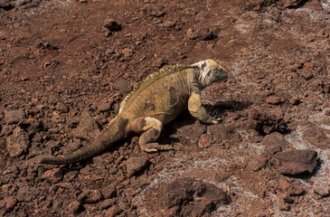 iguane terrestre de Santa Fe, Conolophus pallidus, Archipel des Galapagos, Equateur