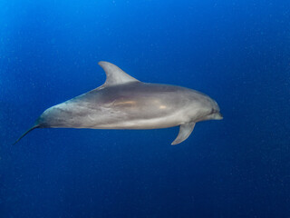 Wild common bottlenose dolphin (Rangiroa, Tuamotu Islands, French Polynesia in 2012)