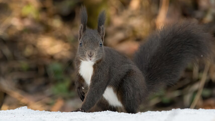 eichh&ouml;rnchen, tier, rot, s&auml;ugetier, natur, nager, wild lebende tiere, h&uuml;bsch