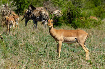 Impala, male, Aepyceros melampus