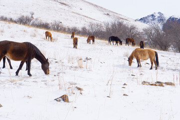 Wild horses looking for food under the snow in the mountains in winter. Horses in the mountains.