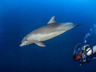 Fototapeta premium Curious wild Common bottlenose dolphin and scuba diver (Rangiroa, Tuamotu Islands, French Polynesia in 2012)