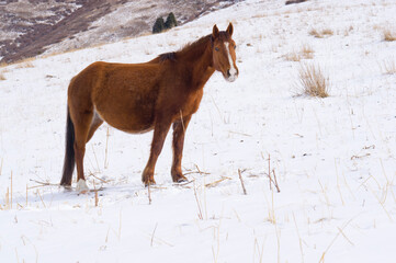 A wild horse is looking for food under the snow in the mountains in winter. Horse in the mountains.