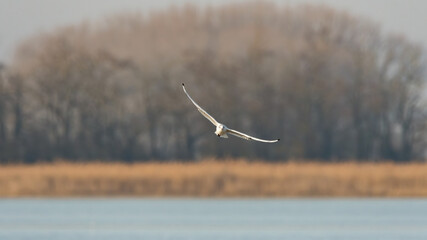 bird, m&ouml;ve, himmel, fliegender, fliegen, gull, fliege, tier, meer, fl&uuml;gel,