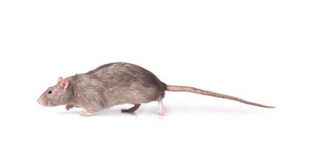 A brown wild breed rat on a white background in the studio sniffs something on the floor