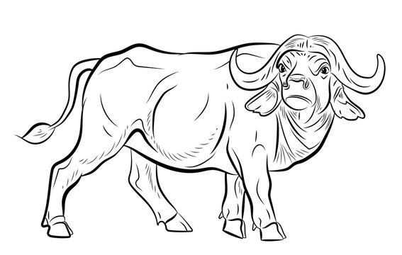 Image of a buffalo for coloring with paints and colored pencils.

Symbol of the year 2021. Large wild animal buffalo, black and white image.