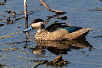 Sarcelle hottentote,.Spatula hottentota , Anas hottentota, Hottentot Teal