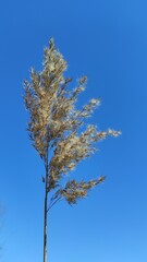 Water grass, Dry grass on blue background