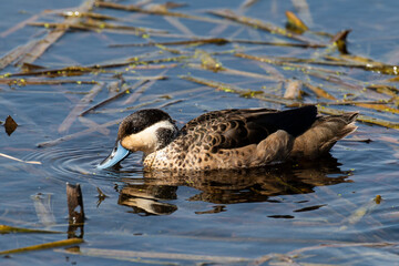 Sarcelle hottentote,.Spatula hottentota , Anas hottentota, Hottentot Teal