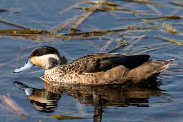 Sarcelle hottentote,.Spatula hottentota , Anas hottentota, Hottentot Teal