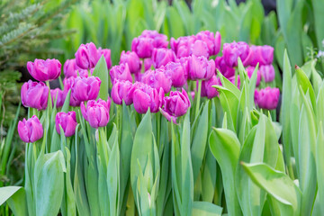 Bright summer flower bloomed in a botanical greenhouse