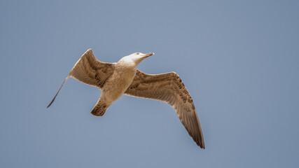 bird, möve, himmel, fliegender, fliegen, gull, fliege, tier, meer, flügel,