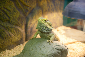 Lizard Central bearded dragon Pogona vitticeps sitting on a stone in a terrarium
