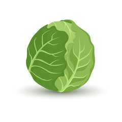 Fototapeta premium green cabbage isolated on white background. Vector illustration. ingredients for cooking.
