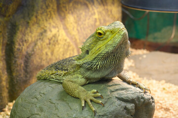 Lizard Central bearded dragon Pogona vitticeps sitting on a stone in a terrarium