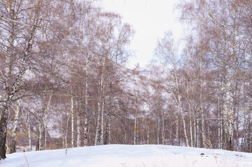 Fototapeta premium Birch grove in the mountains in winter. no leaves on birches.