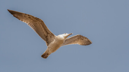 bird, möve, himmel, fliegender, fliegen, gull, fliege, tier, meer, flügel,