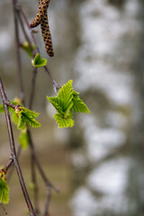 A birch branch with brown catkins and small green leaves. Birch buds. Spring