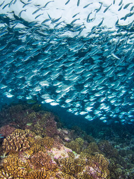 School of Hawaiian flagtail in a coral reef (Rangiroa, Tuamotu Islands, French Polynesia in 2012)
