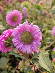 Beautiful flower in the garden 