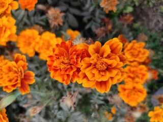 orange flowers