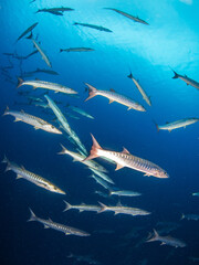 School of Blackfin barracuda (Rangiroa, Tuamotu Islands, French Polynesia in 2012)