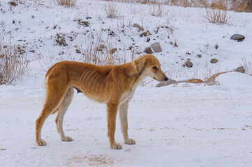 Fototapeta na wymiar Kazakh greyhound dog of the Tazy breed, a rare breed in the mountains of Kazakhstan.